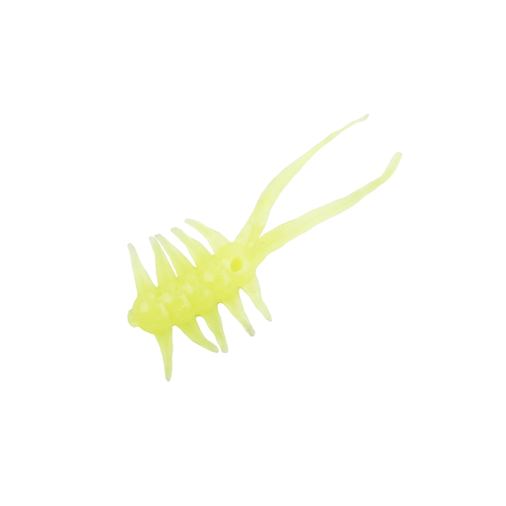 Clam Jamei - Image 2