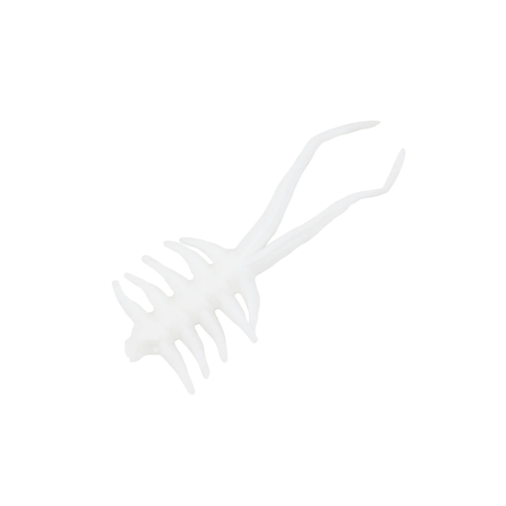Clam Jamei XL - Image 4