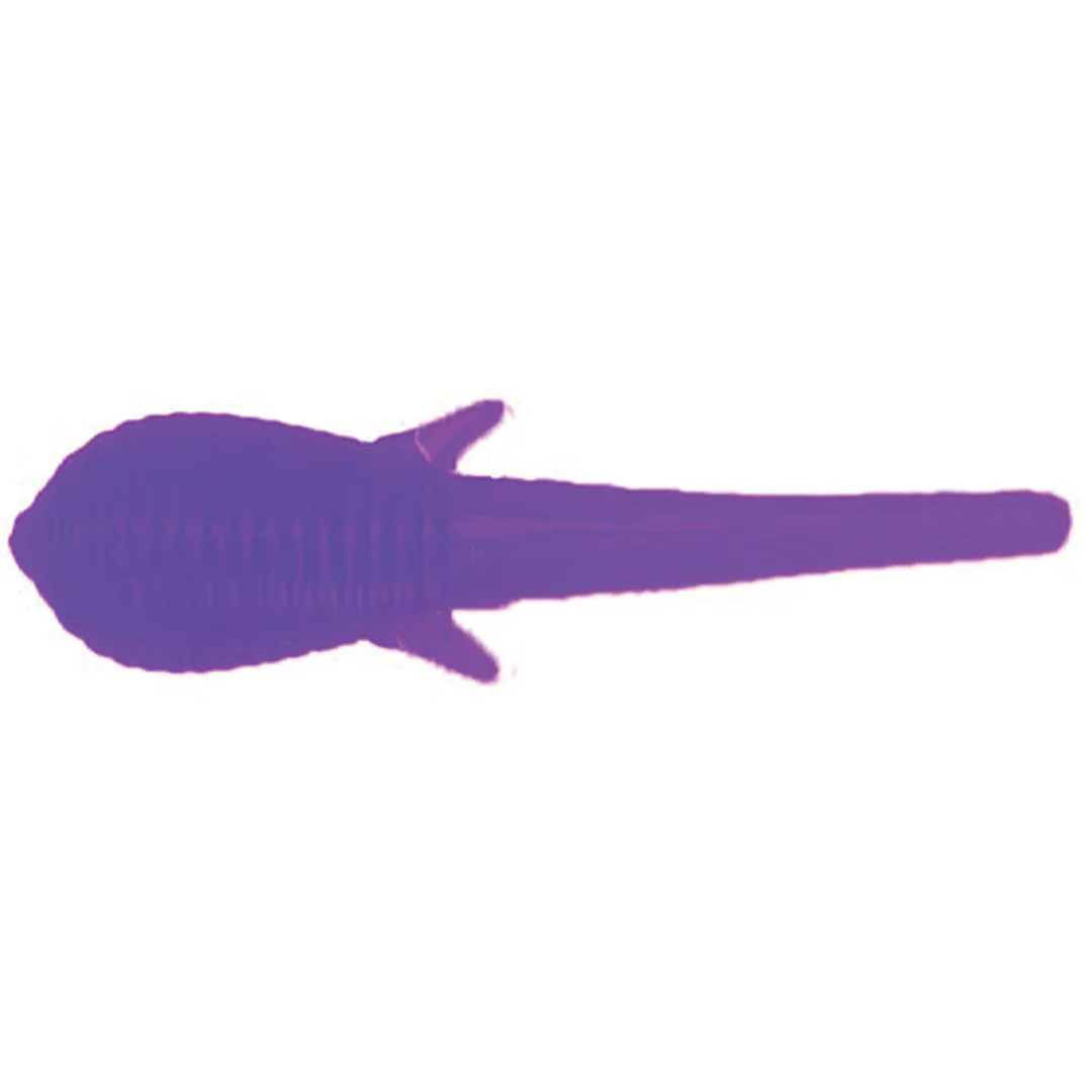 Clam Niku Soldier Fly - Image 2