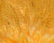 Hareline Flat Wing Saddle - Image 4