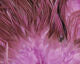 Hareline Flat Wing Saddle - Image 5