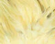 Hareline Flat Wing Saddle - Image 7