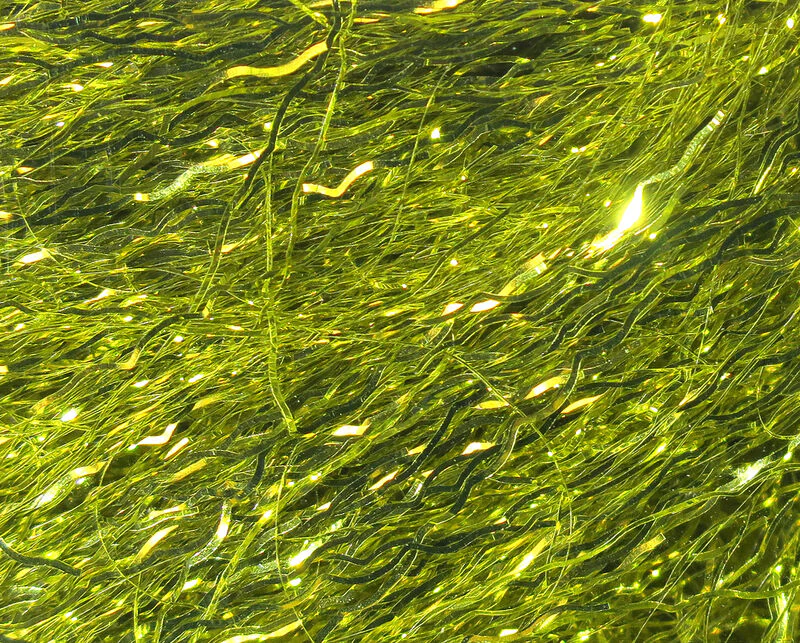 Hareline Ripple Ice Fiber - Image 5