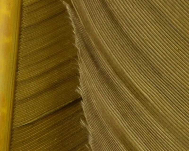 Hareline Turkey Biot Quill - Image 2