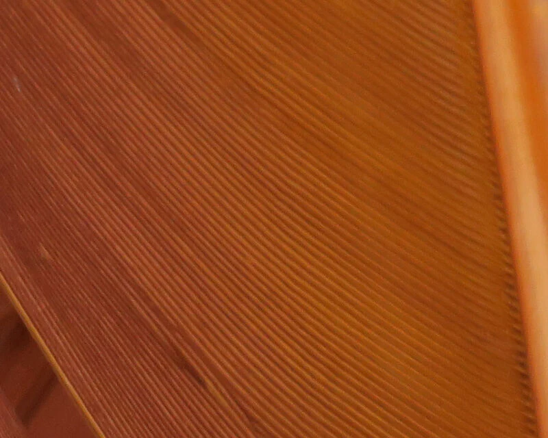 Hareline Turkey Biot Quill - Image 9