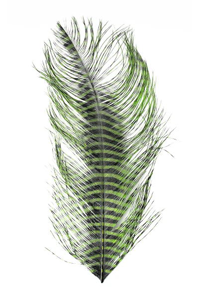 MFC Barred Ostrich Plume - Image 6