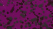 Skirts Plus Natures Edge (10 Pack) - Image 2