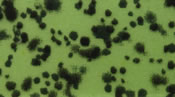 Skirts Plus Natures Edge (10 Pack) - Image 3