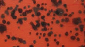 Skirts Plus Natures Edge (10 Pack) - Image 6