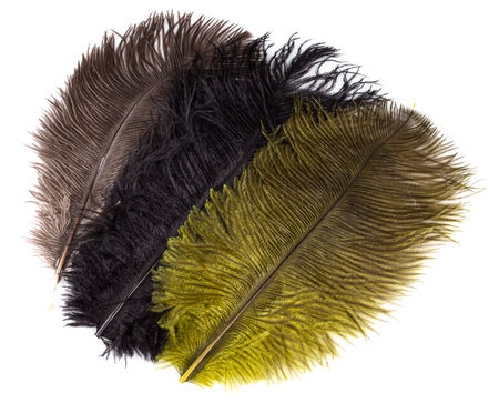 Wapsi Ostrich Plumes - Image 2