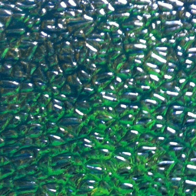 WTP Lure Tape-Crushed Pearl (2 Pack) - Image 2