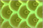 WTP Lure Tape-Standard Scale (3 Pack) - Image 8